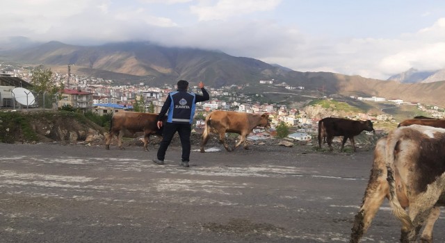 Hakkaride başıboş hayvanlarla mücadele