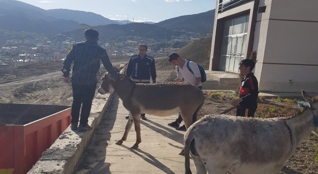 Hakkaride sahipsiz eşekler şehir dışına çıkartıldı