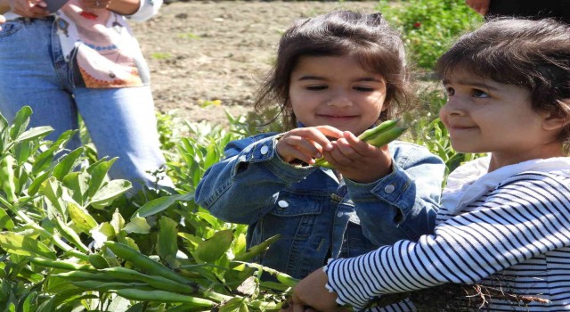 Hatayda bakla hasadı başladı