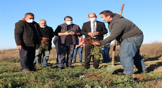 Havsa MYO Tıbbi ve Aromatik Bitkiler Bahçesi gelişiyor