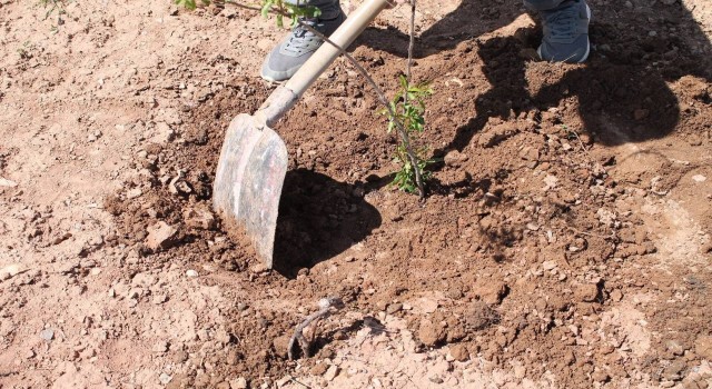 Hırsızlık davasında 30 fidan dikme şartıyla uzlaştılar