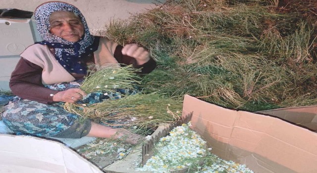 Hisarcıkta papatya ailelerin gelir kaynağı oldu