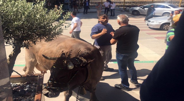 İnekleriyle belediyeyi bastı