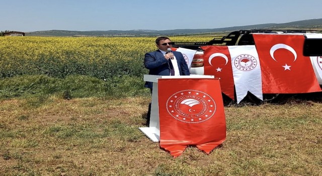İnönüde Kanola umut veriyor