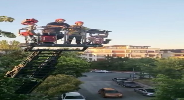 İstanbulda kuş kurtarma operasyonu kamerada