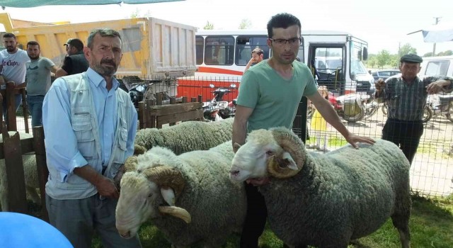 İvrindide 170 kiloluk koçlar ilgi odağı oldu