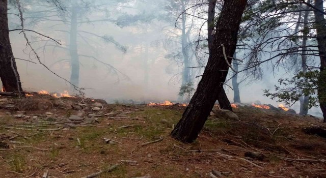 İzmirin iki ilçesindeki orman yangınlarında 12 hektarlık alan zarar gördü