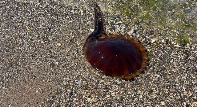 İzmit Körfezini Pusula denizanaları bastı