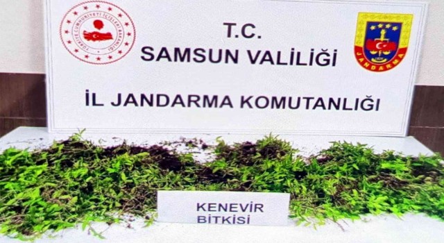 Jandarma 8 bin 758 kök kenevir bitkisi ele geçirdi