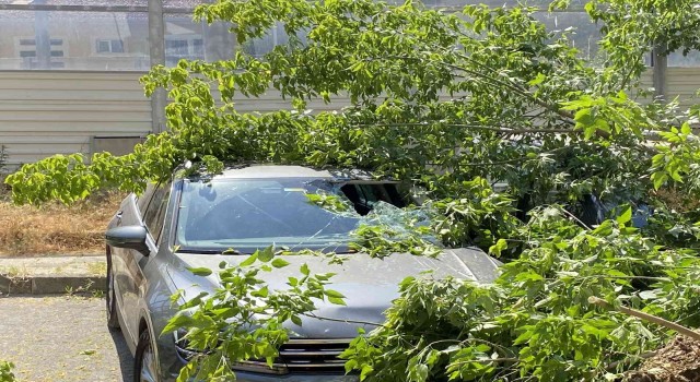 Kadıköyde ağaç 2 otomobilin üzerine devrildi, bir kişi yaralandı