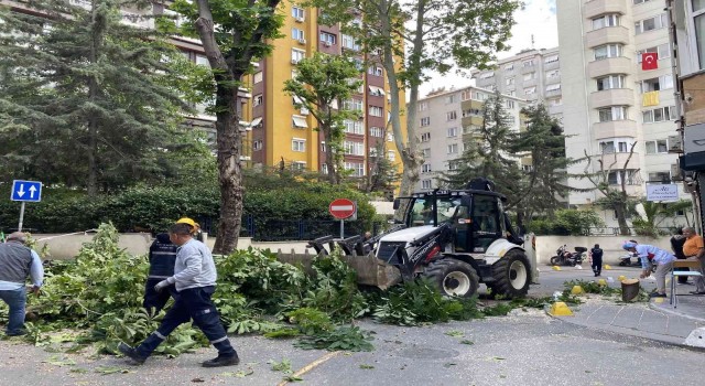 Kadıköyde şiddetli rüzgara dayanamayan ağaç binanın üstüne devrildi