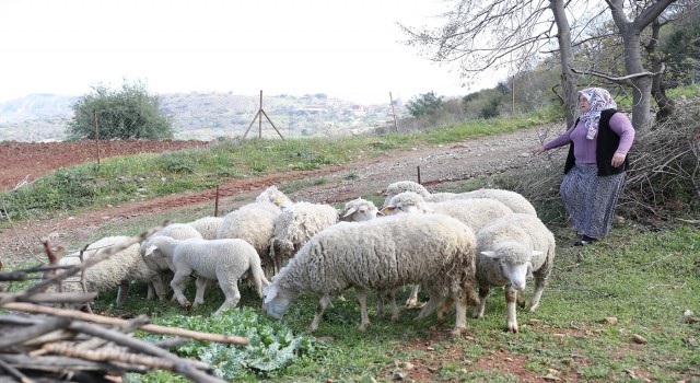 Kadın üreticilere verilen koyunlar kuzulamaya başladı