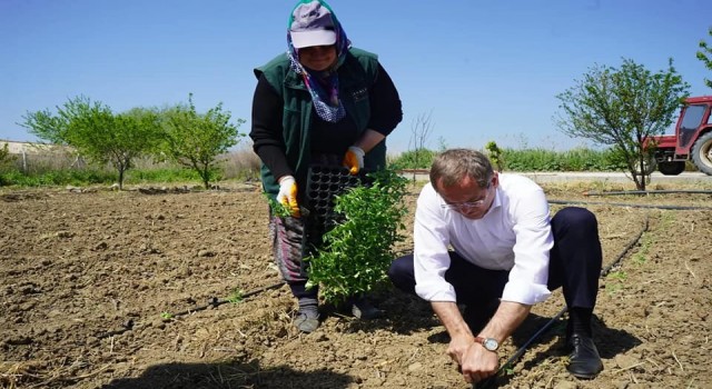Kadınların dikimini yaptığı organik ürünler Ayvalıkta toprak ile buluştu