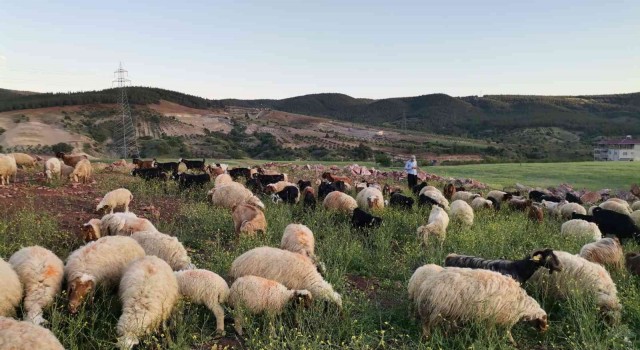 Kahramanmaraşta göçerlerin yayla mesaisi başladı