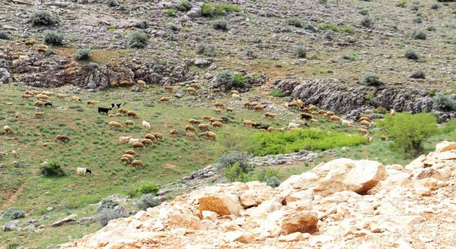 Kahramanmaraşta sürüler yaylalara çıkmaya başladı