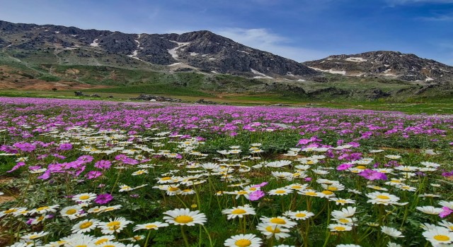 Kahramanmaraşta yaylalar rengarenk