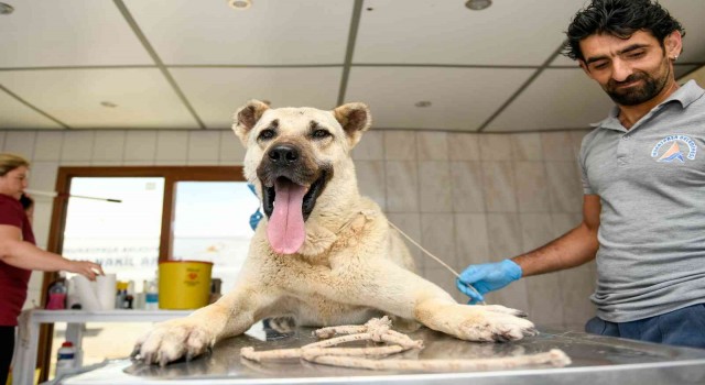 Kamyonetin arkasında sürüklenen köpek tedavi altına alındı
