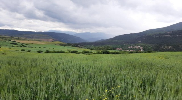 Karabükte hububat düşmanı süneye karşı çalışma başlatıldı