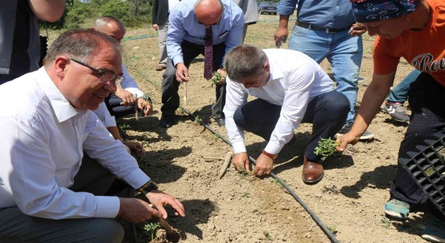 Karabükün yerli domatesi maniyenin fideleri toprakla buluştu