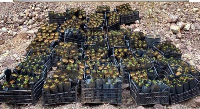 Karamanda plastik kasada kenevir yetiştiren iki şüpheli yakalandı