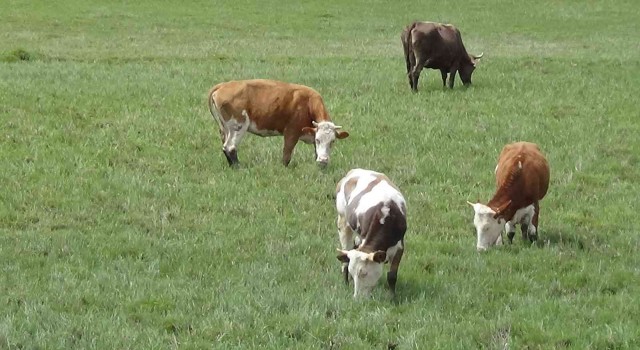 Karsta hayvanlar meralara salındı