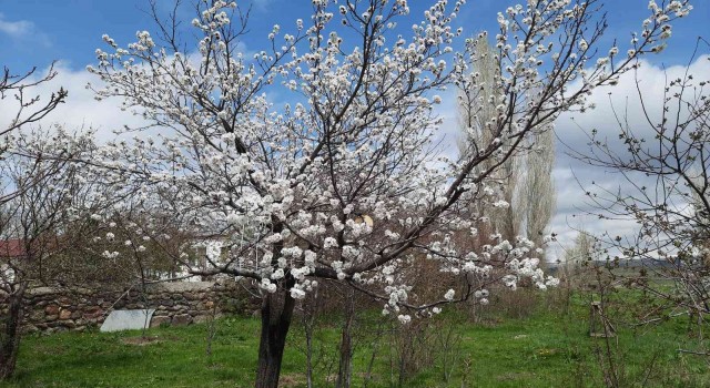 Karsta meyve ağaçları çiçek açmaya başladı