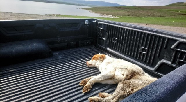 Karsta yaralı köpek tedavi altına alındı