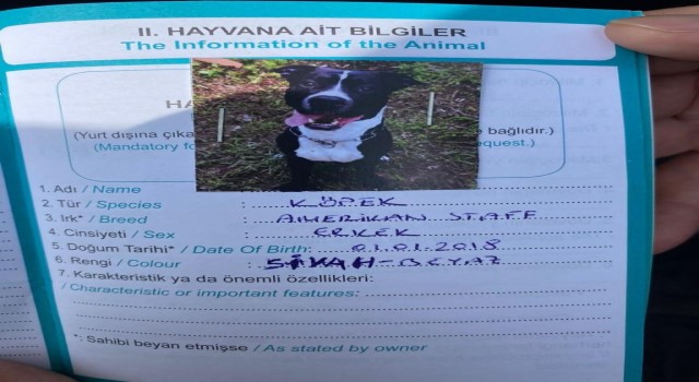 Kartalda keçiyi telef eden pitbull cinsi köpek yakalandı