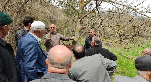 Kastamonuda üreticilere meyve ağaçlarında budama ve aşılama eğitimi verildi