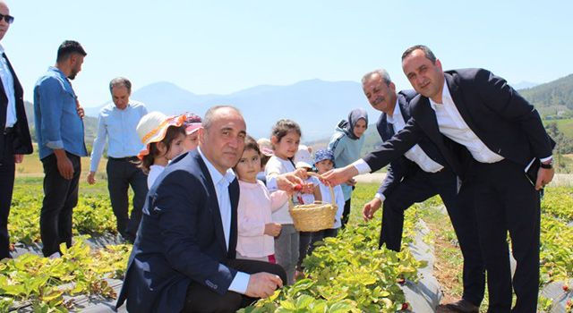 Kaymakam Turgay İlhan Ellek’te çilek topladı