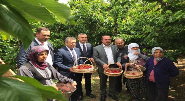 Kemalpaşada ilk kiraz hasadı yapıldı