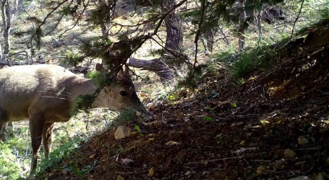 Kırıkkalede yaban hayatı fotokapanla görüntülendi