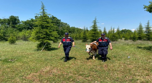 Kırklarelinde kaybolan büyükbaş hayvan dron ile bulundu