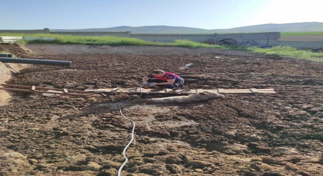 Kırşehirde bataklığa saplanan 2 inek kurtarıldı