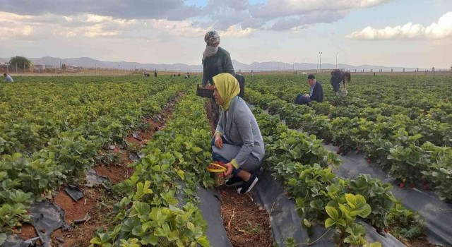 Kızıltepede çilek hasadı yapıldı