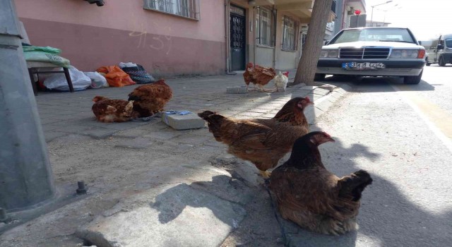 KKKA hastalığına karşı en etkili önlem olan tavuklar rağbet görmeye devam ediyor