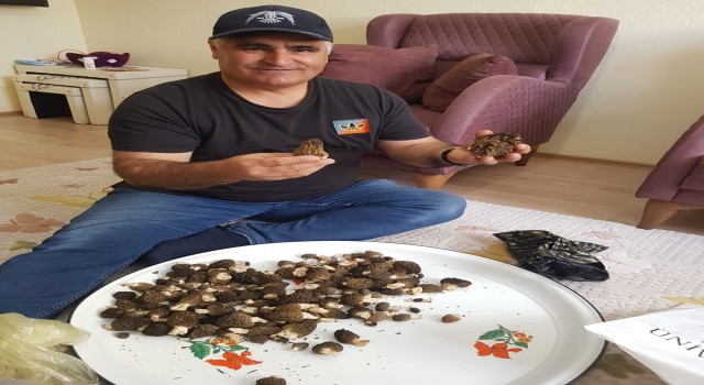 Konyada kilosu 350 liradan alımı yapılan kuzugöbeği hasadı başladı