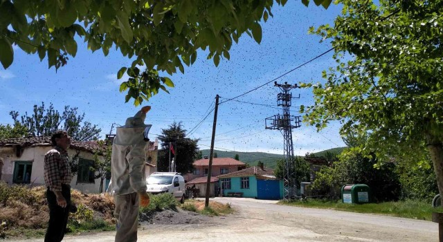 Köydeki arı istilasını fırsata çevirdi