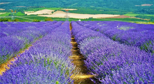 Kültür ve Turizm Müdürü, ‘Yanı başımızda koca bir dev var diyerek duyurdu