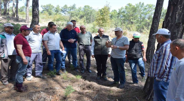 Kumlucada köylülere gelir getirecek ormanlar oluşturuluyor