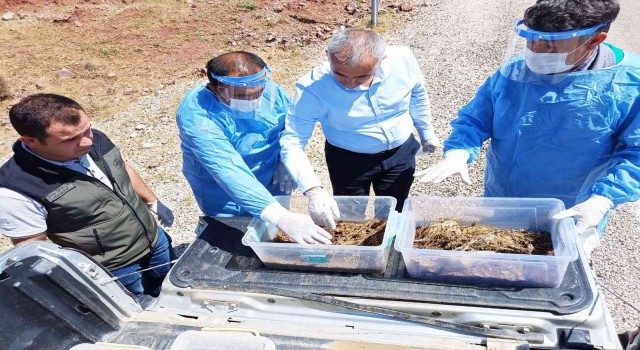 Kumlucada zararlı böceklere karşı 7 bin 200 adet yararlı böcek doğaya bırakıldı