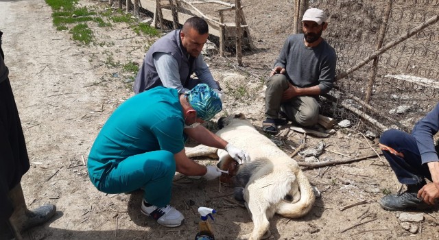 Kurtların saldırdığı köpek tedavi altına alındı