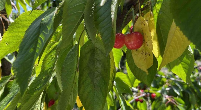 Kuşadasında kiraz hasadı başladı
