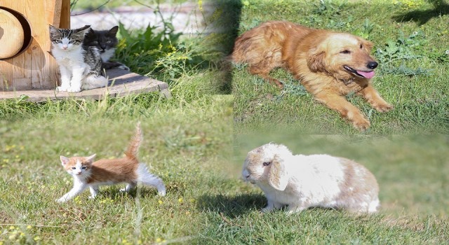 Kütahyada 4 ayda bin 150 sokak köpeği kısırlaştırıldı