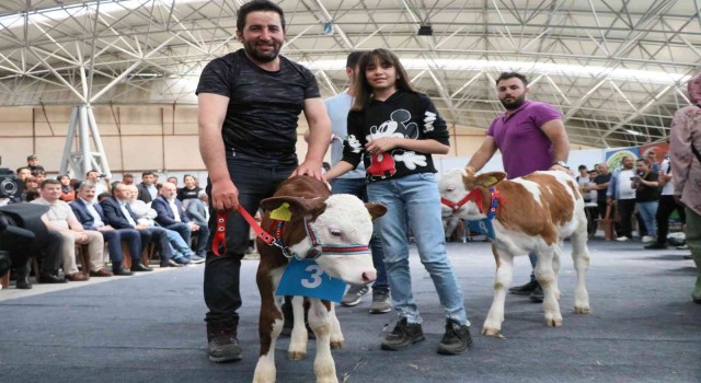 Kuzu ve buzağılar güzellikte yarıştı