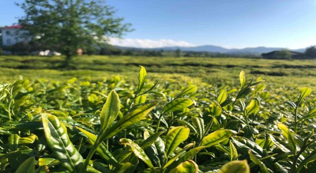 Lipton Doğu Karadenizde çay hasadına başladı