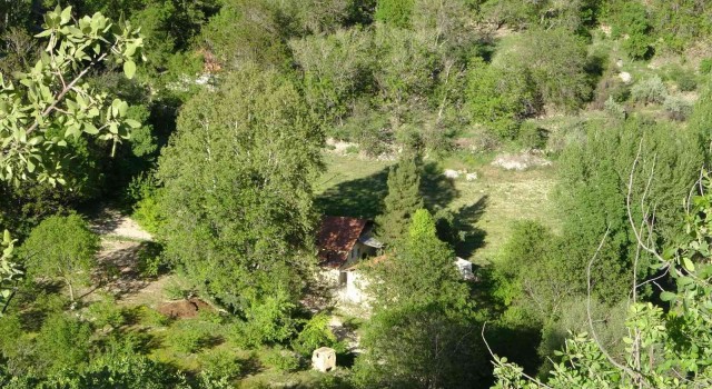 Malatyada 250 yıllık çınar ağacı için koruma talebi
