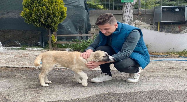 Maltepede sokak köpeğini ezen taksici, arkasına bakmadan kaçtı