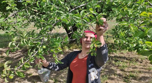 Manisada Dumanlı Papaz Eriği hasadı başladı