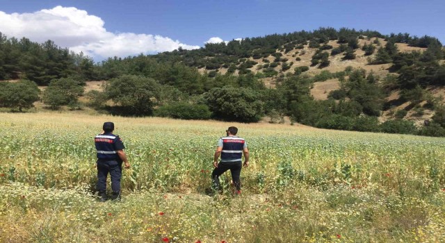 Manisada yasa dışı ekilen 280 bin kök haşhaş bitkisi ele geçirildi